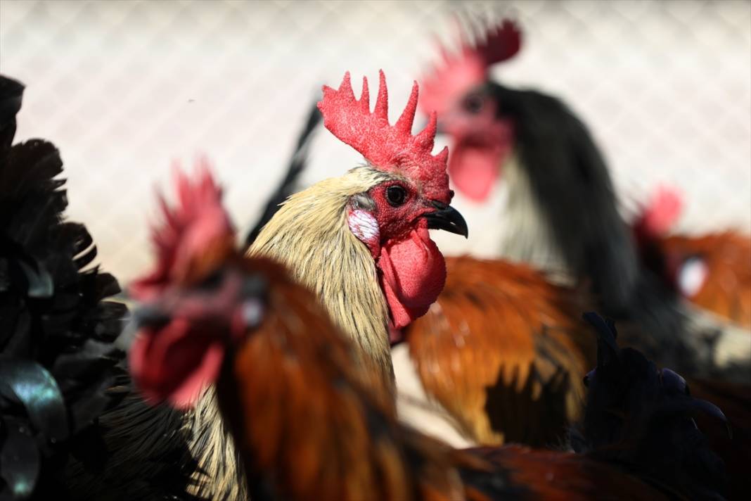 Türkiye’nin en prestijlisi! Denizli horozunu Konya koruyor 10